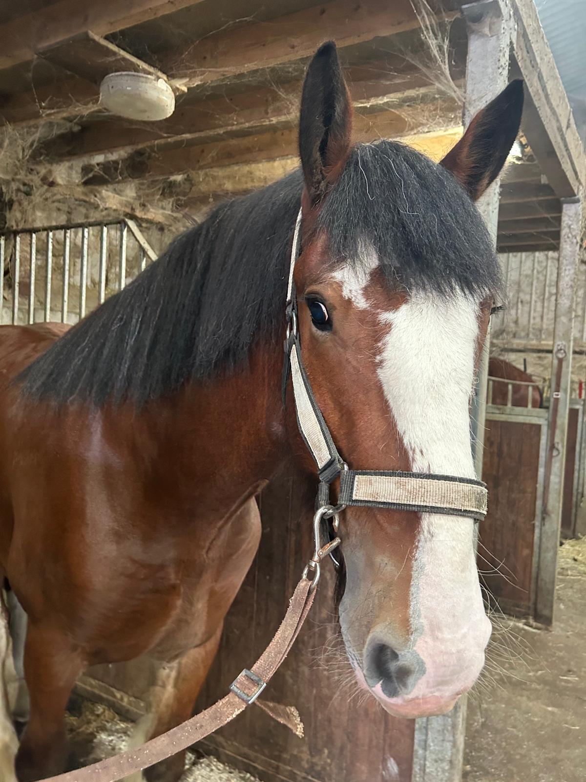 Waldburg Shire Horse portrait
